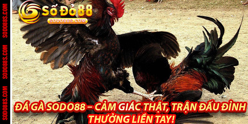 ĐÁ GÀ - sodo88 - VEPIKA