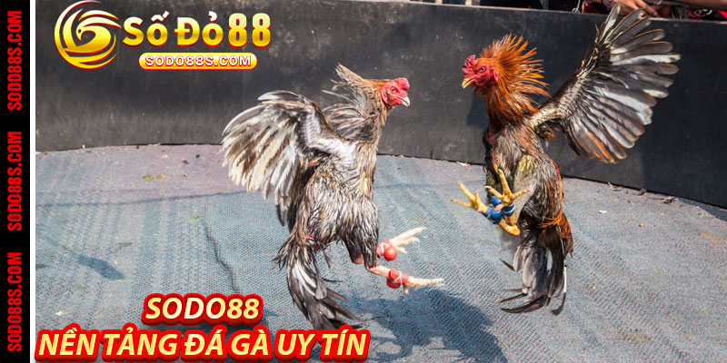 Đá Gà Sodo88 – Cảm Giác Thật, Trận Đấu Đỉnh, Thưởng Liền Tay! - VEPIKA