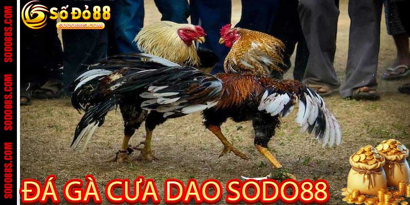 ĐÁ GÀ - sodo88 - VEPIKA