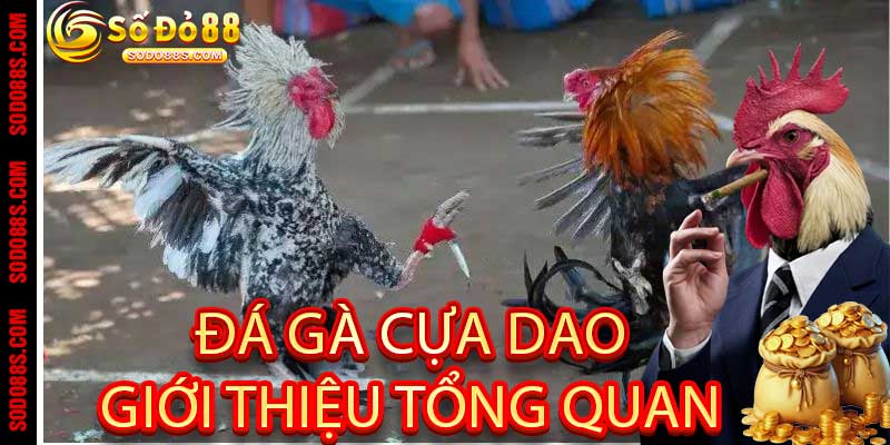 Đá Gà Cựa Dao - Chiến Kê Rực Lửa Tại Nhà Cái Sodo88 - VEPIKA