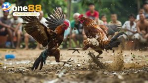 Đá Gà One88: Khám Phá Đẳng Cấp Cá Cược Đá Gà Số 1 - VEPIKA