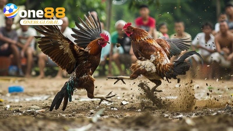 Kèo Đá Gà: Bí Quyết Chọn Kèo Chuẩn Tại One88 Cho Người Mới - VEPIKA