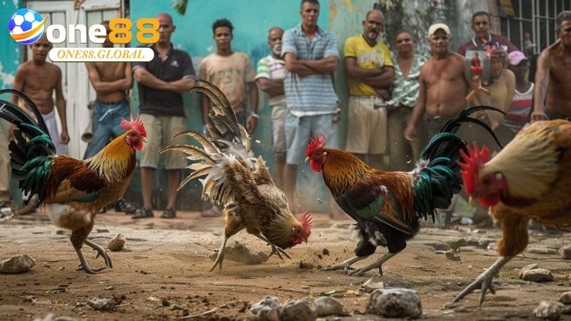 Đá Gà Campuchia: Thế Giới Cá Cược, Kinh Nghiệm - VEPIKA