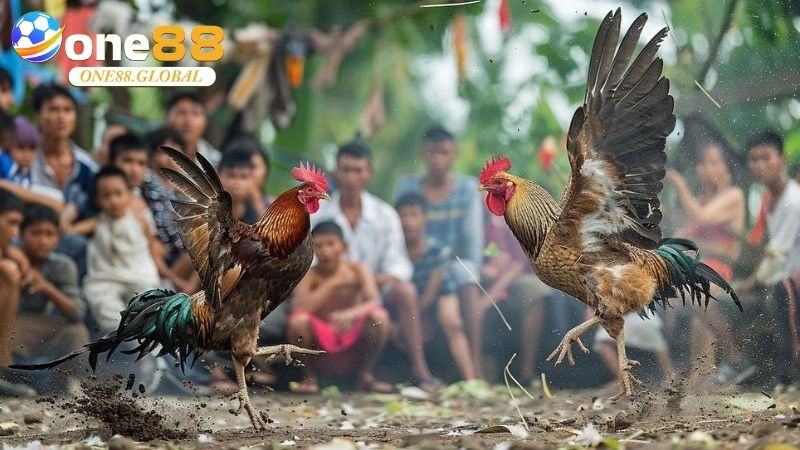 Đá Gà Campuchia: Thế Giới Cá Cược, Kinh Nghiệm - VEPIKA