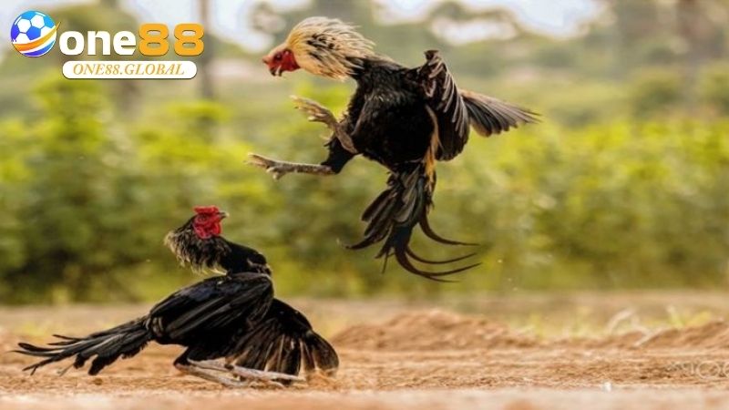 Đá Gà One88: Khám Phá Đẳng Cấp Cá Cược Đá Gà Số 1 - VEPIKA