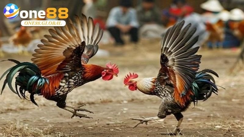 Đá Gà One88: Khám Phá Đẳng Cấp Cá Cược Đá Gà Số 1 - VEPIKA