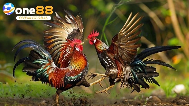 Kèo Đá Gà: Bí Quyết Chọn Kèo Chuẩn Tại One88 Cho Người Mới - VEPIKA