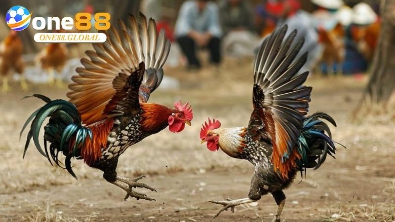 Đá Gà Philippines: Trải Nghiệm Đỉnh Cao Cá Cược Uy Tín Cùng One88 - VEPIKA