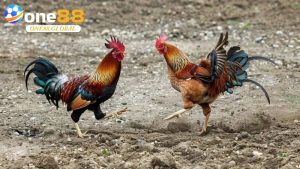 Đá Gà One88: Khám Phá Đẳng Cấp Cá Cược Đá Gà Số 1 - VEPIKA