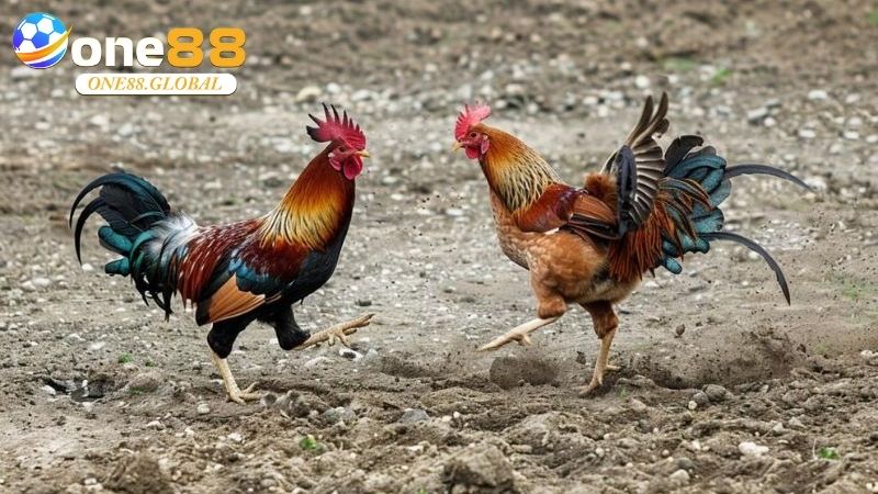 Đá Gà Thomo: Khám Phá Thế Giới Cá Cược Đỉnh Cao Cùng One88 Năm 2026 - VEPIKA