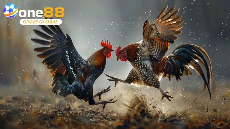 Đá Gà Thomo: Khám Phá Thế Giới Cá Cược Đỉnh Cao Cùng One88 Năm 2026 - VEPIKA