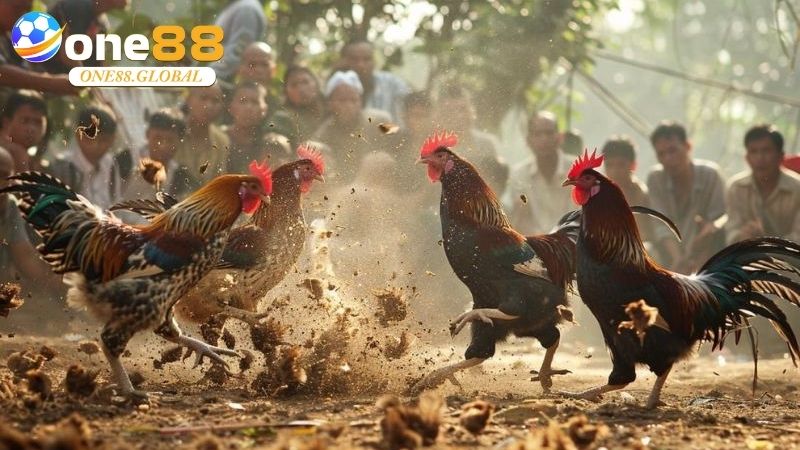 Đá Gà Thomo: Khám Phá Thế Giới Cá Cược Đỉnh Cao Cùng One88 Năm 2026 - VEPIKA