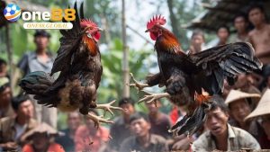 Đá Gà One88: Khám Phá Đẳng Cấp Cá Cược Đá Gà Số 1 - VEPIKA