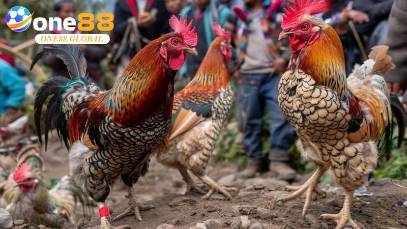 Kèo Đá Gà: Bí Quyết Chọn Kèo Chuẩn Tại One88 Cho Người Mới - VEPIKA