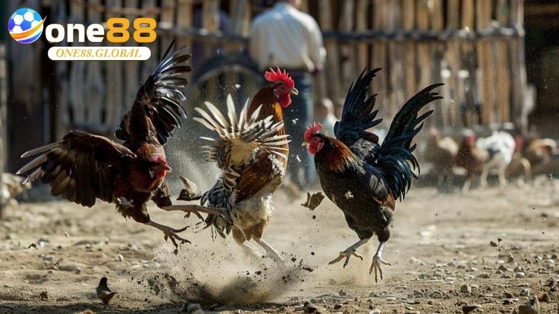 Trường Gà: Khám Phá Sân Chơi Đỉnh Cao, Hiểu Đúng - VEPIKA